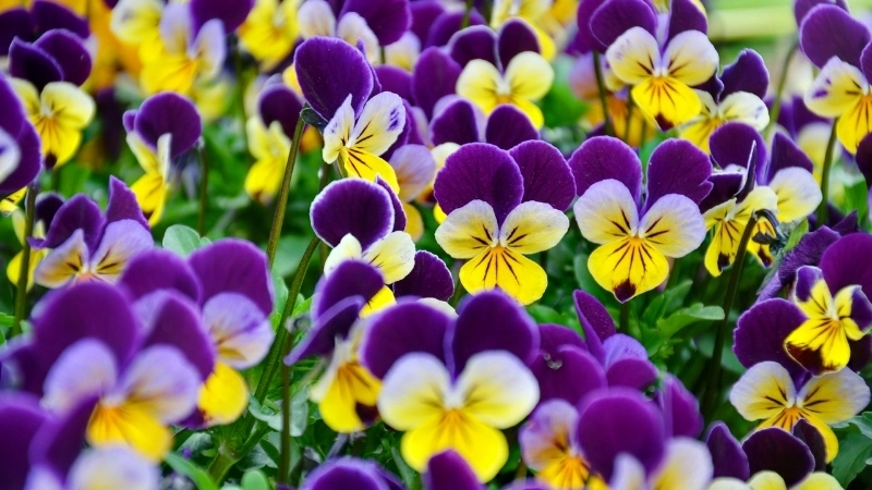 Lưu ý về đất khi áp dụng cách trồng hoa Violet