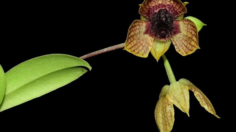 Chiêm ngưỡng hoa lan có hình mặt quỷ