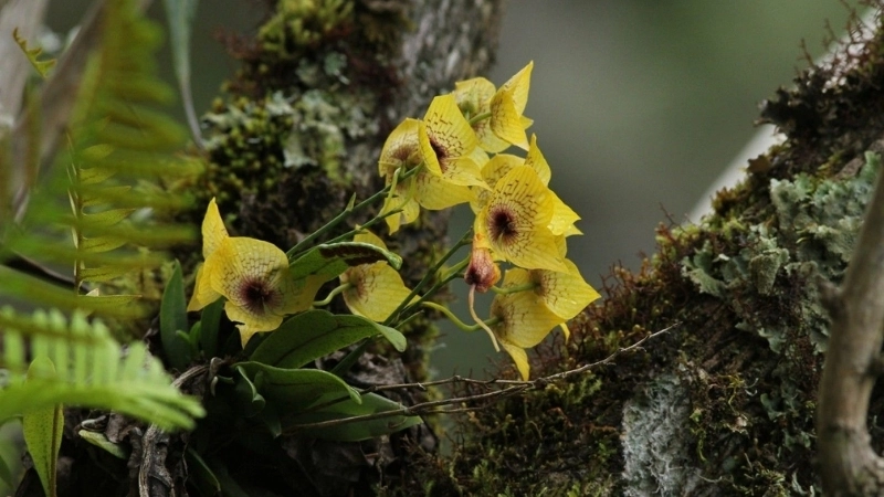 Một trong các loài hoa lan kỳ lạ nhất