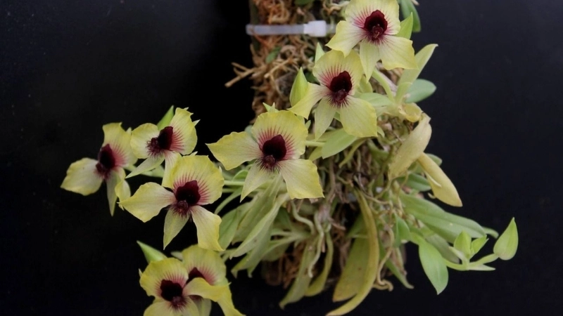 Cập nhật giá Lan Mặt Quỷ trên thế giới