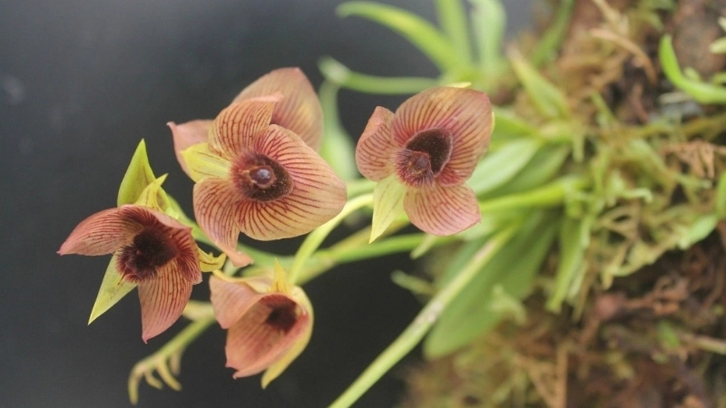 Cận cảnh hoa lan có hình mặt quỷ độc đáo