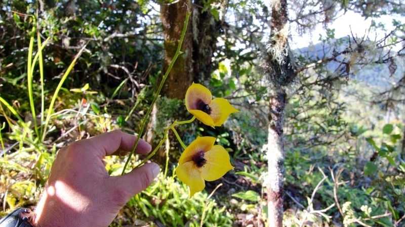 Thông tin mua Lan Mặt Quỷ ở đâu