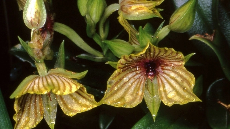 Loài lan hiếm ở Colombia trong tự nhiên