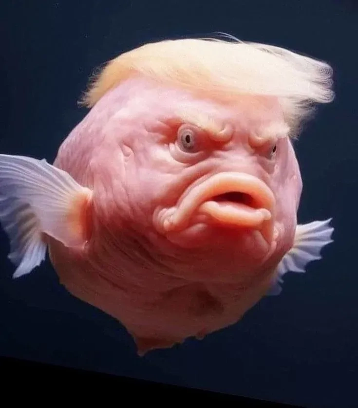 Gương mặt hoang mang của meme cá bối rối