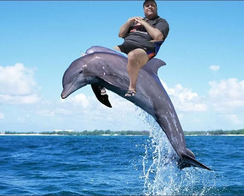 Meme cá heo ngộ nghĩnh