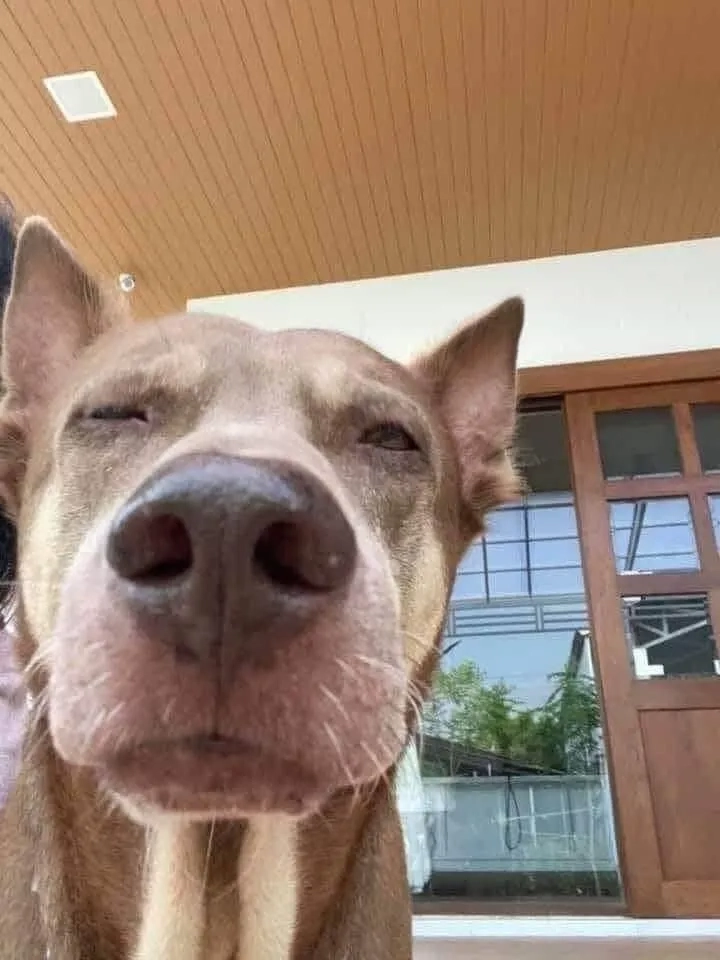 Meme đen tối về các tình huống cuộc sống