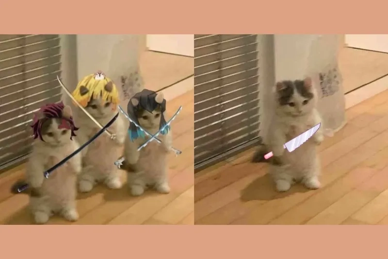 Meme mèo cầm phóng lợn phiên bản HD