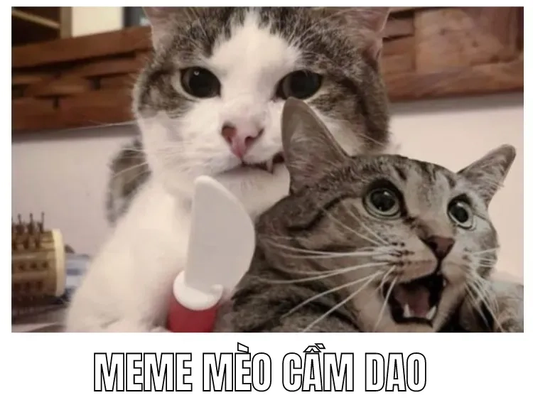 Khi các boss có meme mèo cầm súng