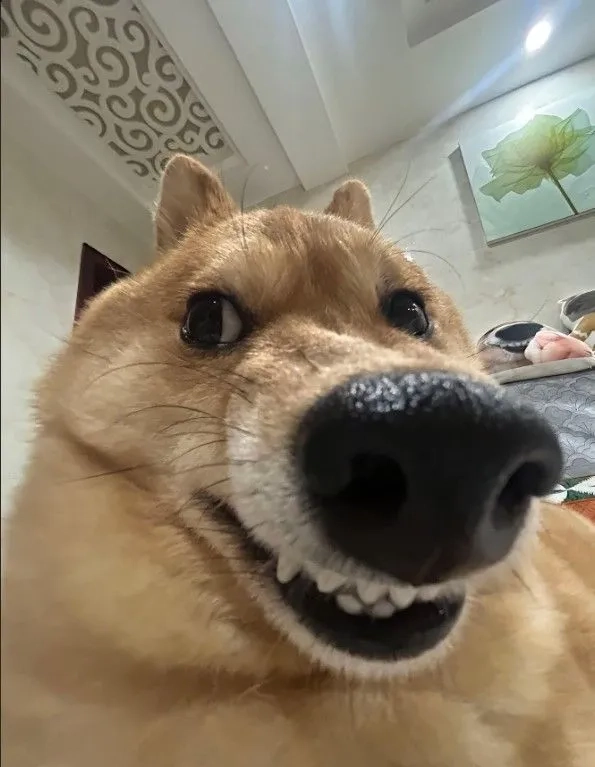 Meme gấu trúc che mặt khi bị phát hiện