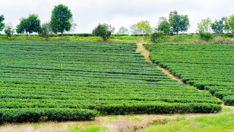Một trong những cảnh đẹp ở Lâm Đồng làm say lòng người