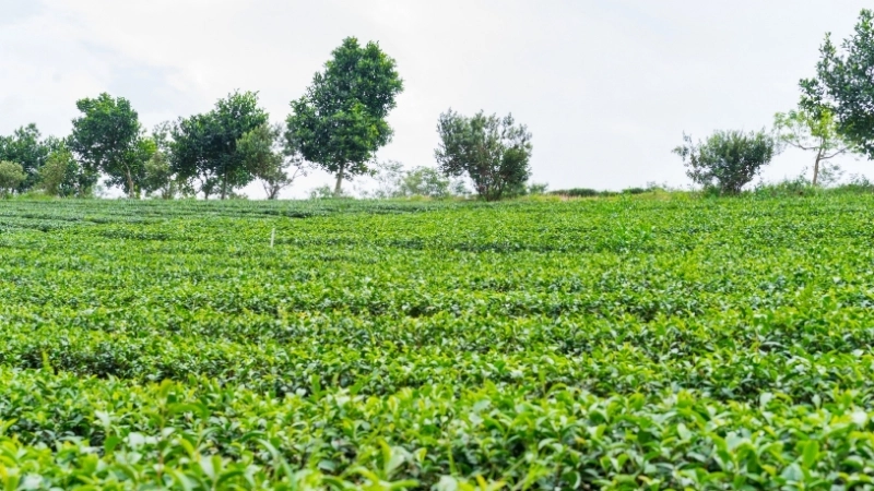 Nguồn cảm hứng để vẽ phong cảnh Lâm Đồng