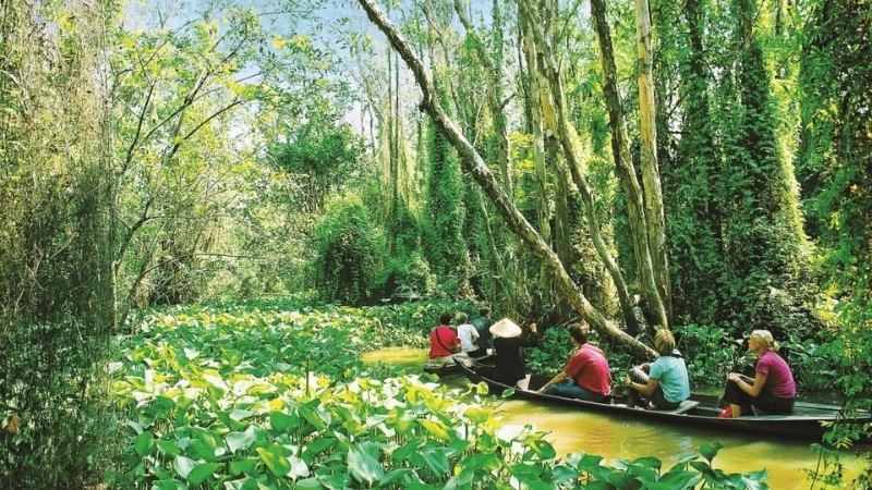 Vẽ tranh cánh đồng lúa Long An