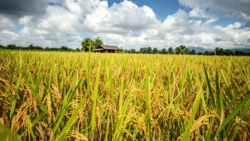 Tranh đồng lúa chín vàng rực rỡ