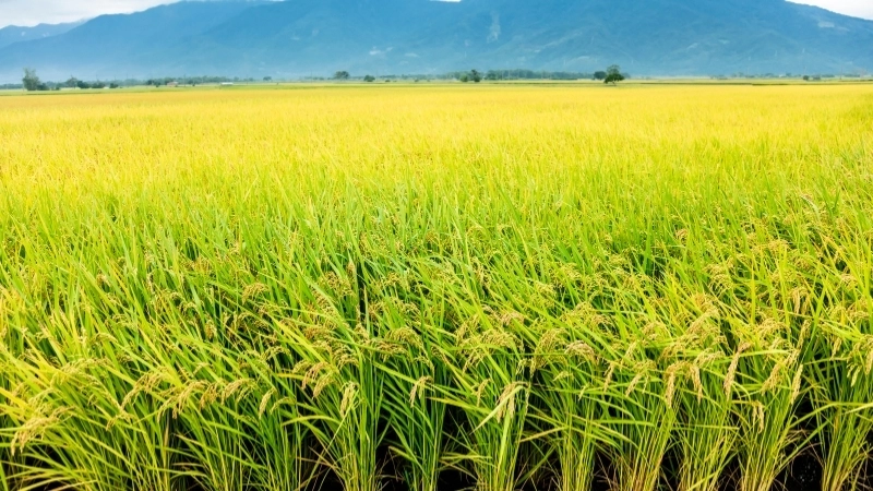 Học vẽ tranh cánh đồng lúa