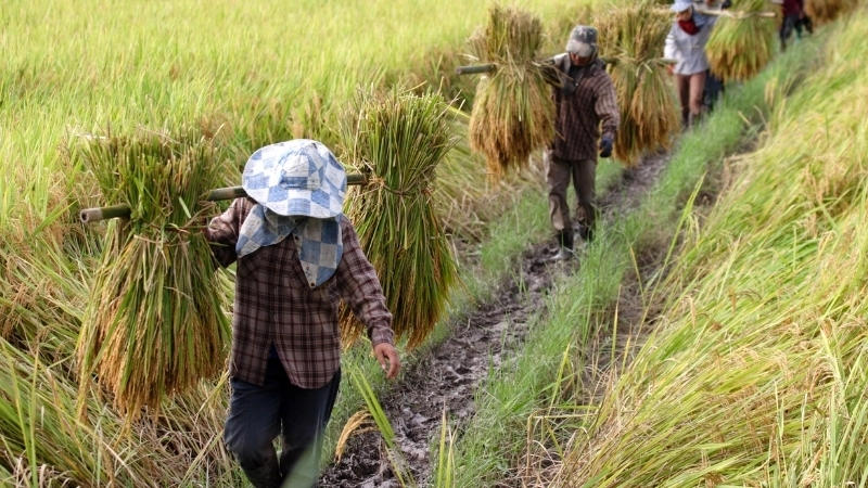 Vẽ tranh phong cảnh đồng lúa đơn giản tại nhà