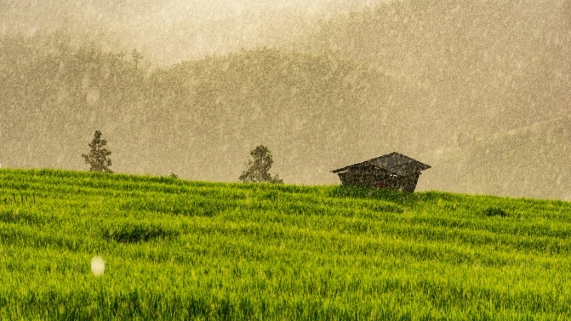 Vẽ tranh phong cảnh đồng lúa