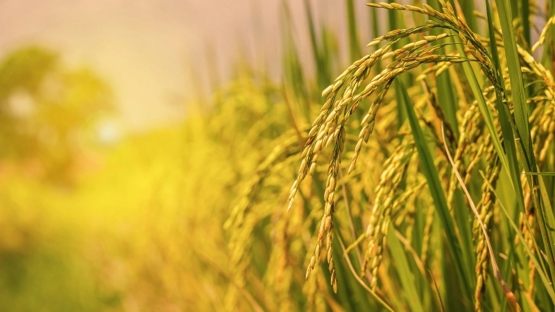 Tranh vẽ cánh đồng lúa chín chi tiết