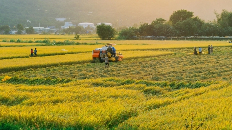 Cách vẽ tranh cảnh đồng lúa đơn giản nhất