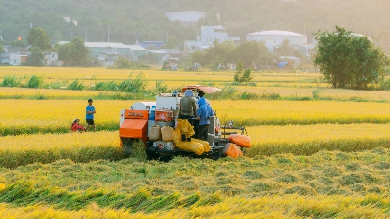 Chiêm ngưỡng tranh phong cảnh đồng ruộng