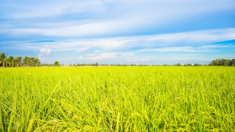 Bức tranh phong cảnh đồng lúa yên bình