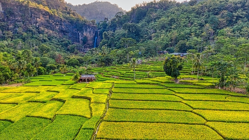 Tranh đồng lúa mang hồn quê Việt