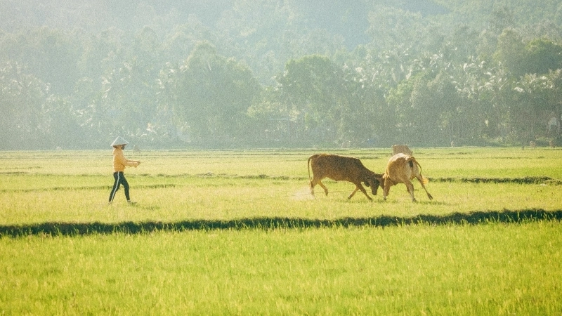 Vẻ đẹp của tranh đồng lúa chín