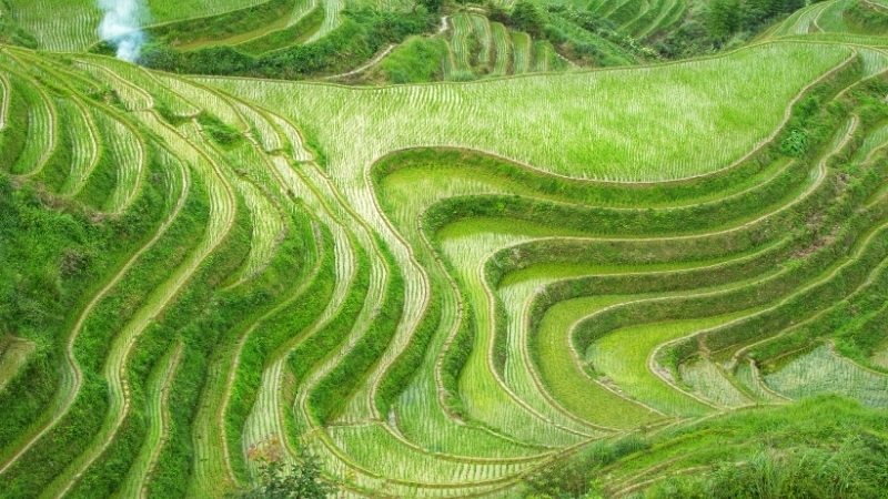 Nét đẹp trong tranh phong cảnh đồng lúa Việt Nam