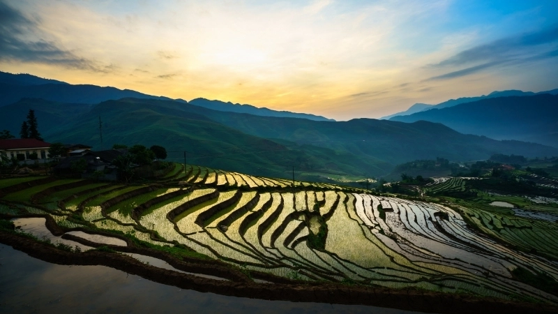 Hướng dẫn vẽ tranh cảnh đồng lúa cho người mới bắt đầu