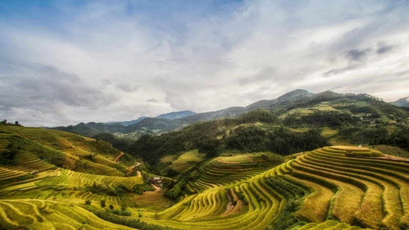 Hướng dẫn vẽ tranh phong cảnh đồng lúa đơn giản