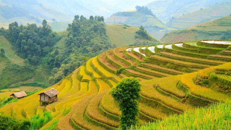 Nét yên bình trong tranh phong cảnh đồng ruộng