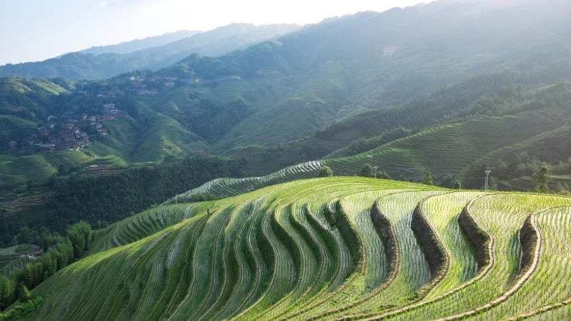 Tranh phong cảnh ruộng bậc thang mùa lúa chín