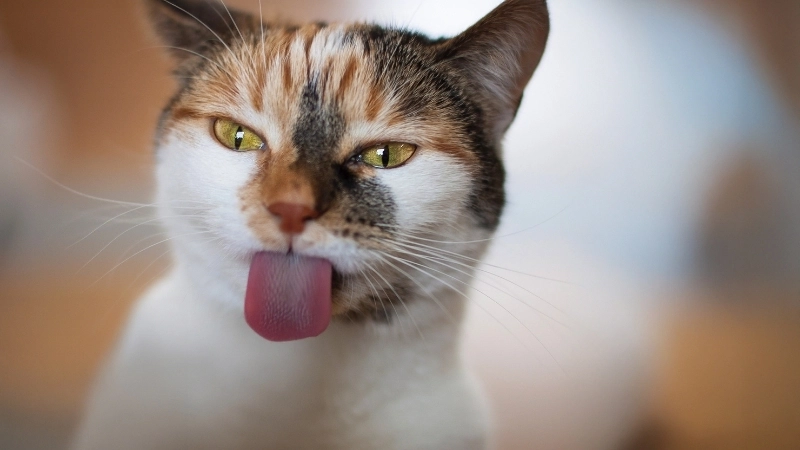 Chăm sóc da và lông cho mèo sau khi điều trị nấm