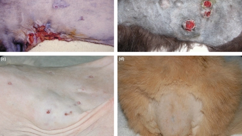 Hình ảnh cận cảnh dấu hiệu mèo bị nấm với vảy gàu và lông gãy rụng