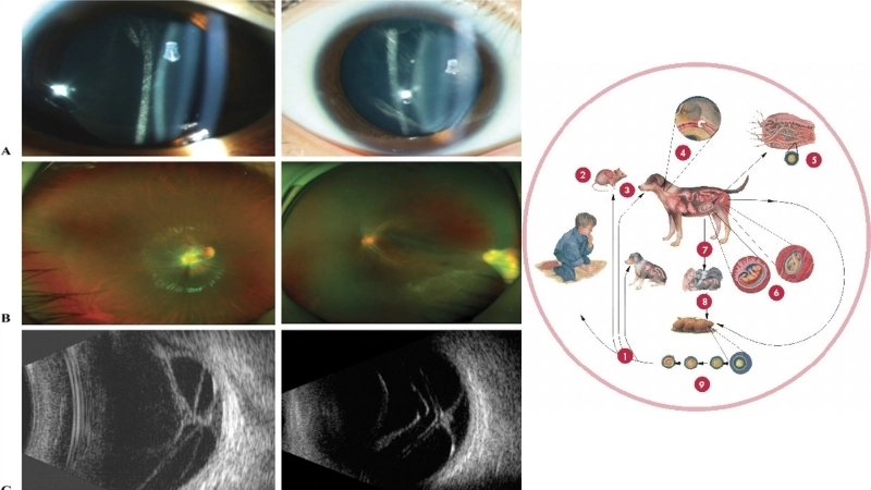 Các loại thuốc tẩy giun sán chó cho người