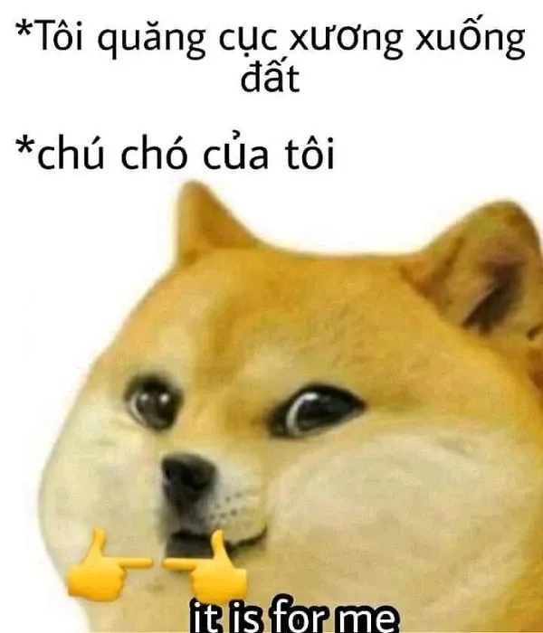 Hình ảnh chó shiba meme troll hài siêu chất