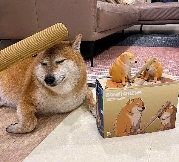 Meme shiba inu doge troll kinh điển vui