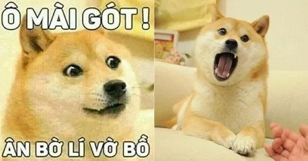 Ảnh meme shiba dễ thương ngố tàu cuốn hút