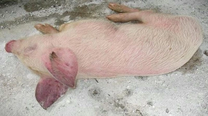 Triệu chứng lợn bị tụ huyết trùng điển hình
