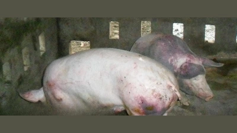 Thông tin cơ bản về bệnh tụ huyết trùng ở lợn