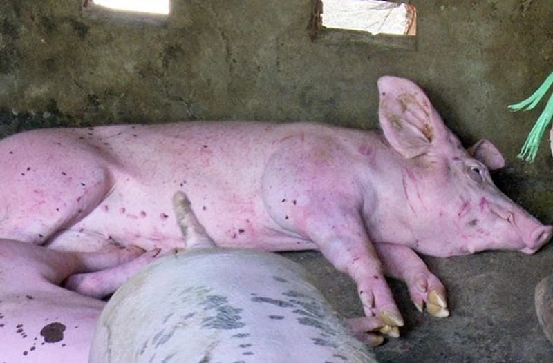 Dấu hiệu lợn bị tụ huyết trùng cần chú ý