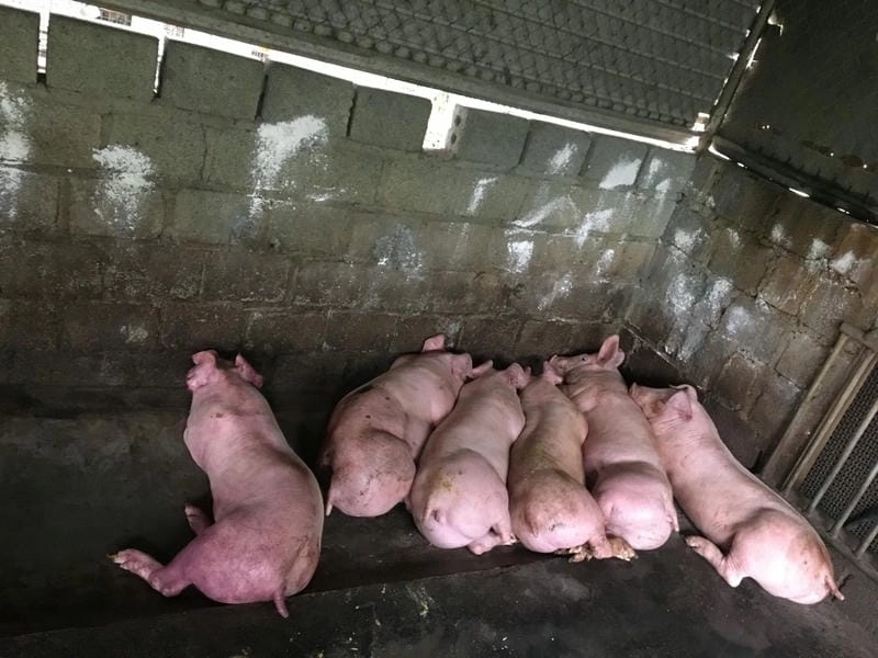 Nguyên nhân gây bệnh tụ huyết trùng lợn