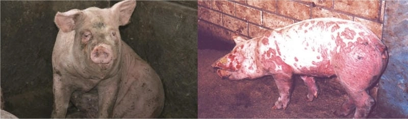 Hình ảnh bệnh tụ huyết trùng dễ nhận biết