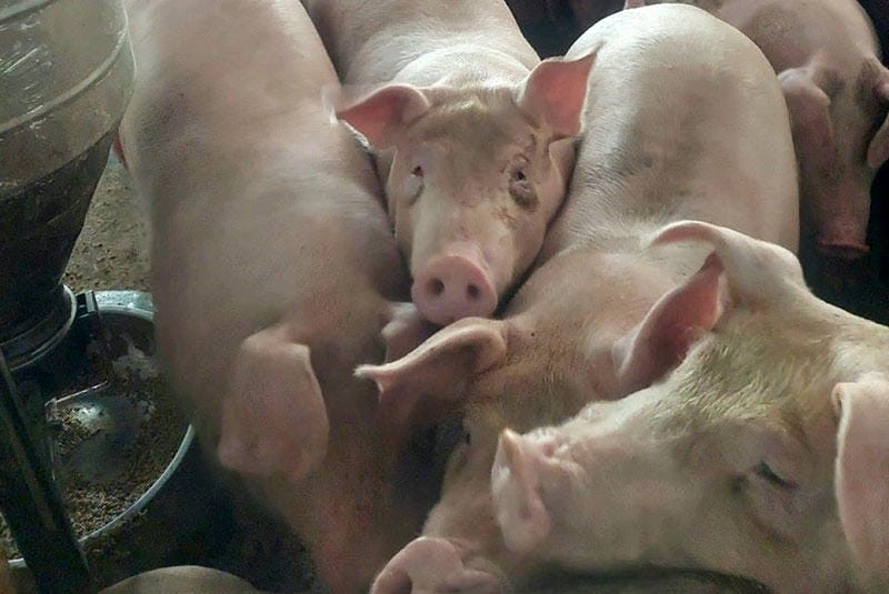 Ảnh lợn bị tụ huyết trùng trong chăn nuôi