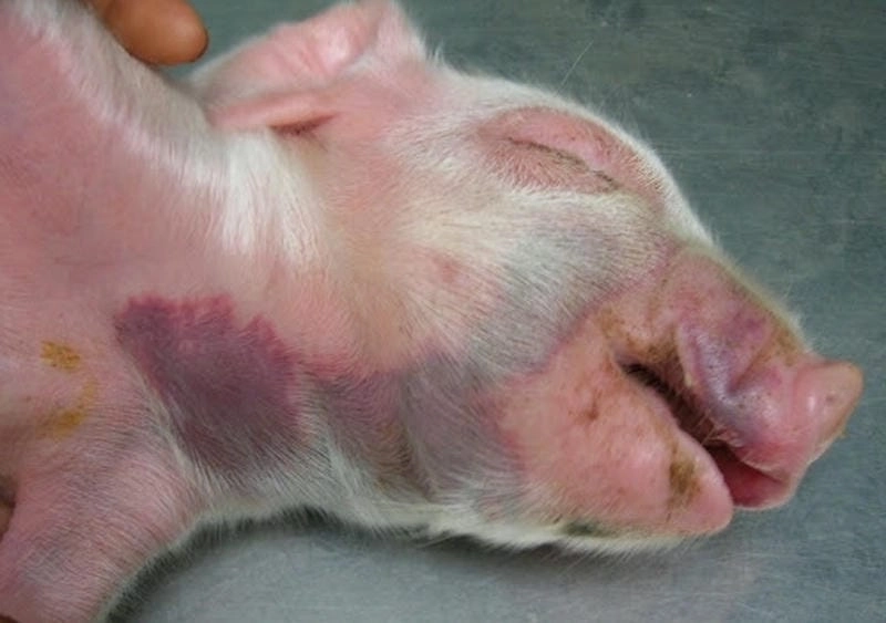 Tổng hợp ảnh tụ huyết trùng ở lợn