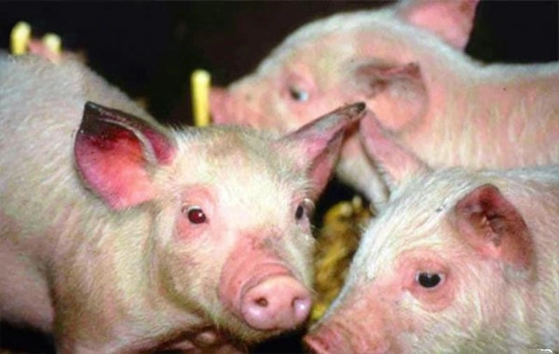 Hình ảnh lợn bị tụ huyết trùng rõ nét