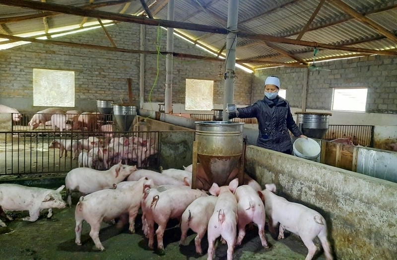 Hình ảnh heo bị tụ huyết trùng thường gặp