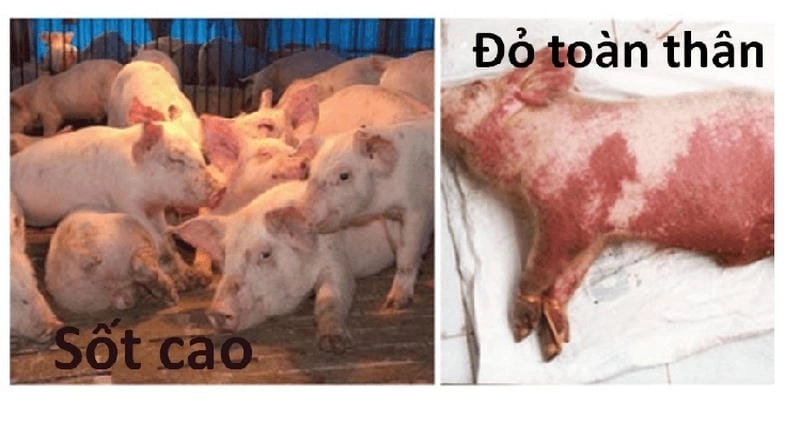 Biểu hiện lợn bị tụ huyết trùng cấp tính