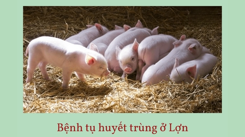 Thong tin benh tu huyet trung o lon co ban