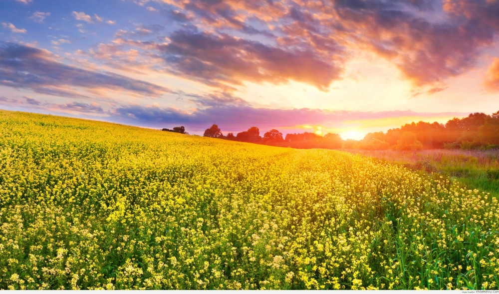 Hình nền máy tính thiên nhiên mùa xuân tươi mới