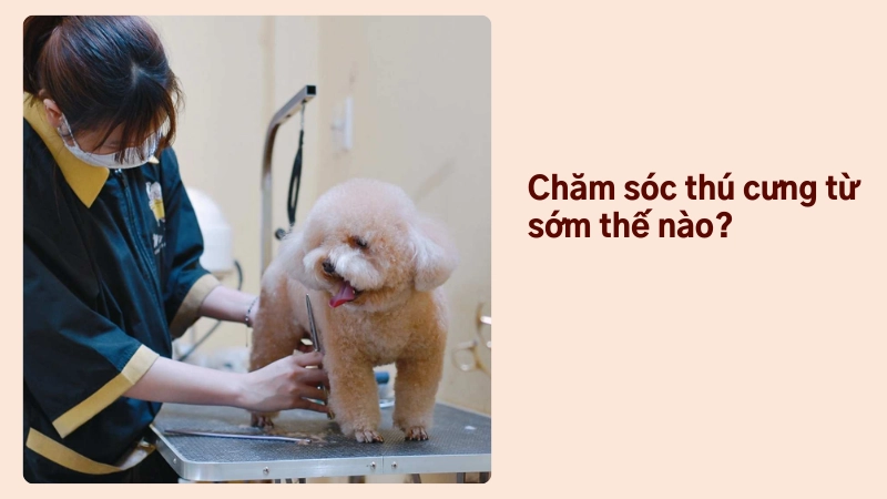 Chăm sóc thú cưng đúng cách từ nhỏ như thế nào?